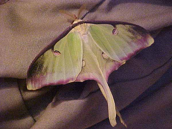 Actias luna male abberant (Internet Image property of respective owner, non-commercial use only)
